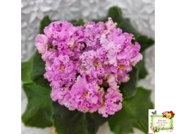 НД-Розовая Скумпия (Н. Данилова-Суворова) 2022 г.