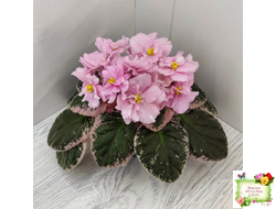 Rivermist Pearls (J. Baker) (10974) 04/13/2018