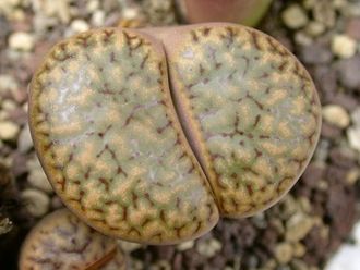 Lithops bromfieldii v.insularis C043 (MG)  - 10 семян