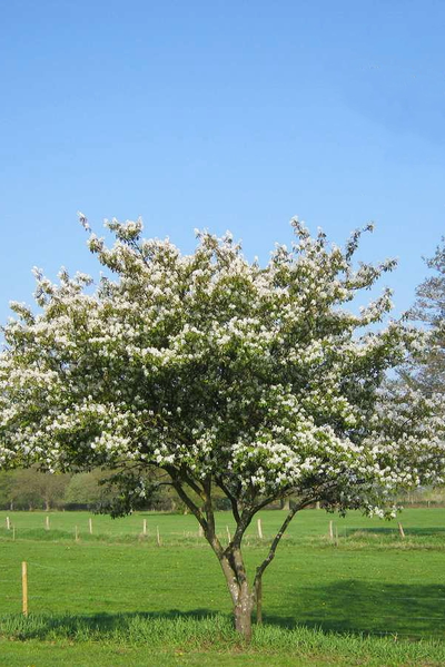 Ирга канадская