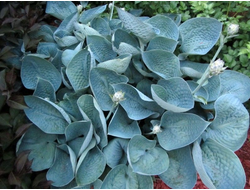 Хоста Лов Пат (Love Pat)