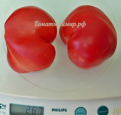 Томат Заилийский Алатау