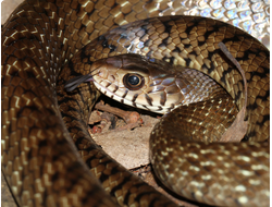 Большеглазый полоз (Ptyas mucosa)