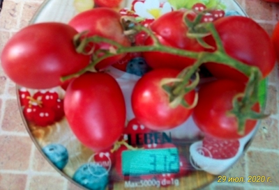 Томат Сахарная слива малиновая