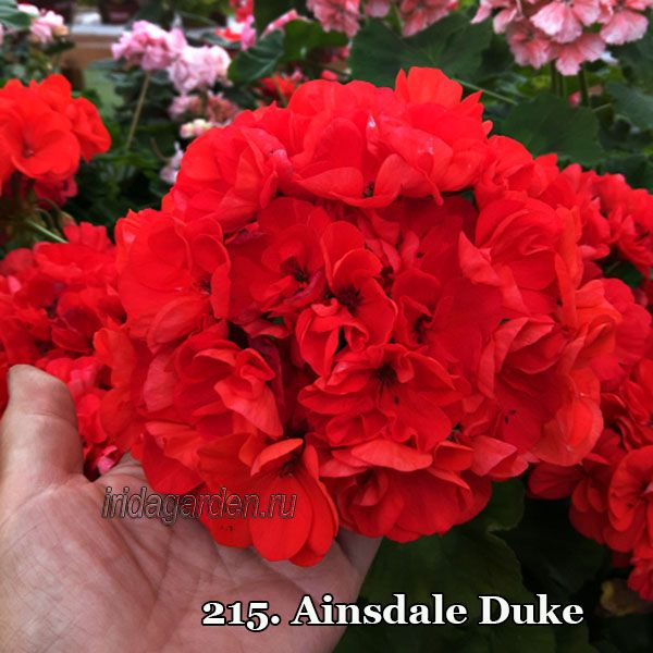 пеларгония Ainsdale Duke