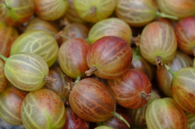 Молд "Мини крыжовник"