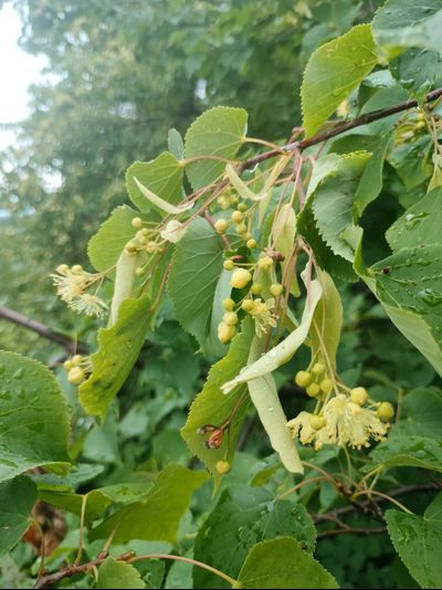 Мастер-класс «Сбор вкусных трав и изготовление напитков»