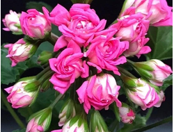 П234 Пеларгония розебудная Ю_Царь Девица укорененный черенок