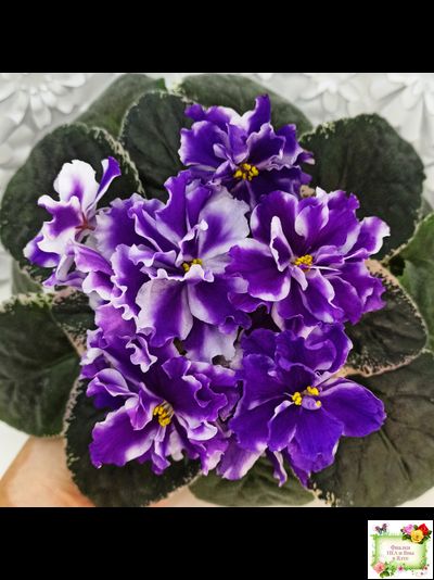 ВаТ-Морской Стиль (Т. Валькова) 2019 г.