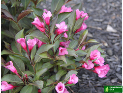 Вейгела "Минуэт"