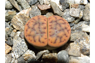 Lithops schwantesii ssp. schwantesii v. schwantesiii `triebneri` 
