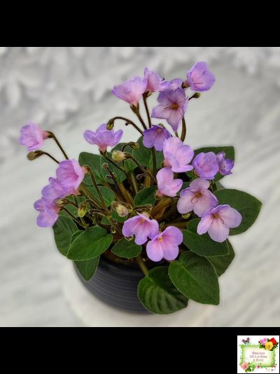 Frosted Fantasy спорт трейлер