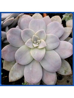 Graptopetalum pentandrum