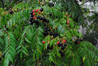 Карри листьев (Murraya koenigii) - 100% натуральное эфирное масло