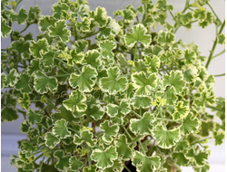 p. crispum 'Variegatum' - пеларгония душистая - описание сорта, фото - купить черенок почтой
