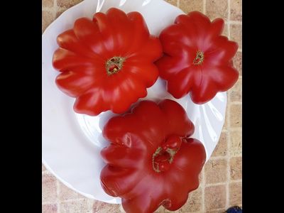 Томат Лев минусинский