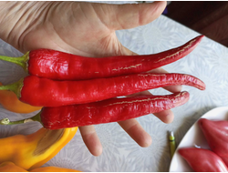 Перец острый Бочковой