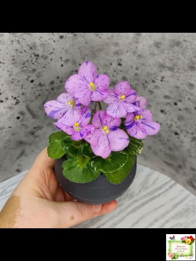 Shirl&#039;s Pip Squeak (S.Sanders) 10/14/2005 (пестролистный гёрл)