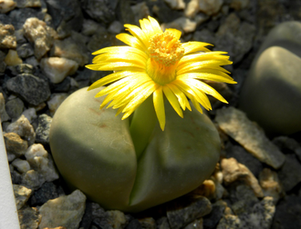 Lithops schwantesii v.marthae C148 - 10 семян