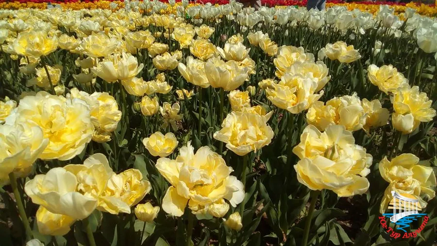 Никитский ботанический сад. Тюльпаны