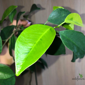 Ficus Microcarpa (Retusa) Mutabilis / фикус ретуза мутабилис