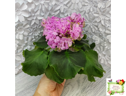 НД-Розовая Скумпия (Н. Данилова-Суворова) 2022 г.