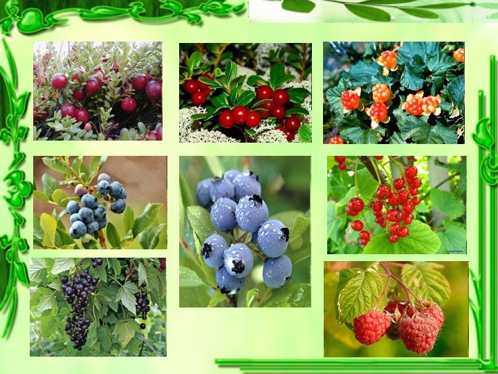 Культурные деревья республики коми. Ягоды Коми. Лесные ягоды Республики Коми. Ягоды Коми края. Богатство ягод Республики Коми