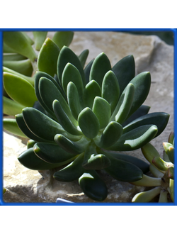 Pachyphytum fittkaui