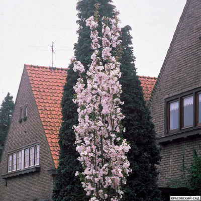 Вишня Аманогава - Amanogawa