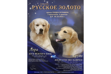 2023 г. Щенки золотистого ретривера - помет &quot;Я&quot;. ДР 05.10.23г от Лоры и Бруно