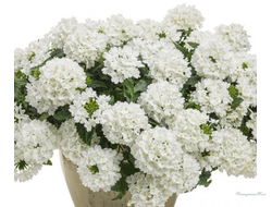 Вербена Empress Sun White №12
