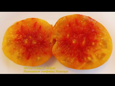 Томат Полосатые конфеты Уолтера (Walter’s Candy Stripes)