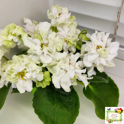 DS-Прекрасное Далеко (Dimetris) 2021 г.