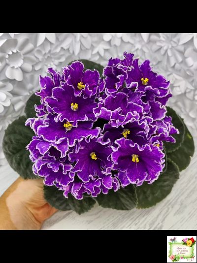 АВ-Просто Космос (Фиалковод) 2019 г.