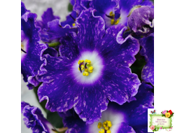 DS-Сияющий Колокольчик (Dimetris) 2014 г.