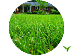 Семена газонных трав