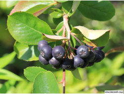 Арония черноплодная - Arónia melanocárpa