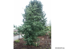 Сосна Темпельхоф - Tempelhof