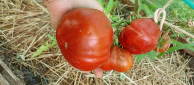 Томат Лавандовое озеро (Lavender Lake)