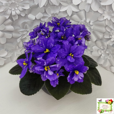 Н-Млечный Путь (Н. Бердникова)