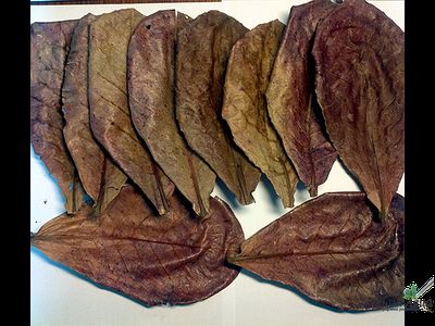 Лист индийского миндаля (Terminalia catappa) 10 листов