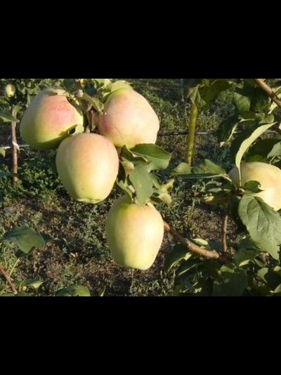 Розмарин зеленый (яблоня)