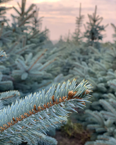 Ель колючая Super Blue Seedling