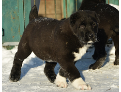 Кобель №2. ПРЕСТИЖ. Продан.