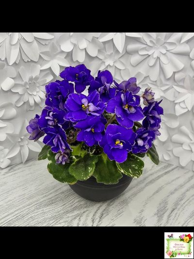 Star Wars (Baker) (пестролистный гёрл)