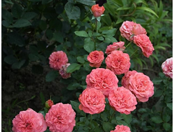 Шакенборг (Schackenborg ), Olesen ,