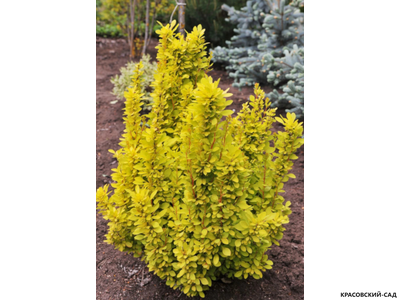 Барбарис Тунберга Maria