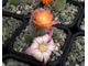 Rebutia ‘Sunrise’