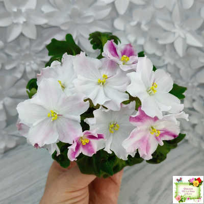 АВ-Птица Певчая (Фиалковод) 2022 г. (лист посажен 29.01.26)