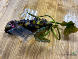 Нимфея Мунгкала Убон